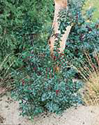 Ilex x meserveae Blue Princess