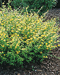 Kerria japonica ´Golden Guinea´