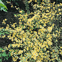 Kerria japonica ´Picta´