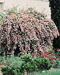 Kolkwitzia amabilis ´Pink cloud´