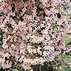 Kolkwitzia amabilis ´Pink cloud´2