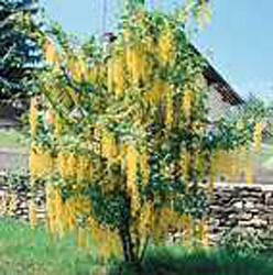 Laburnum waterei ´Vossii´