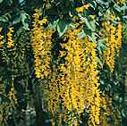Laburnum waterei ´Vossii´2