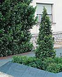 Laurus nobilis