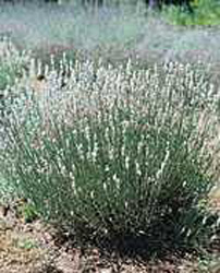 Lavandula angustifolia ´Edelweiss´