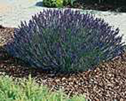 Lavandula angustifolia ´Hidcote´