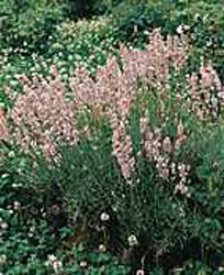 Lavandula angustifolia ´Rosea´