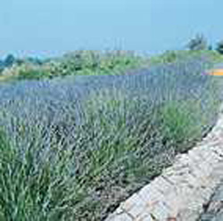 Lavandula angustifolia