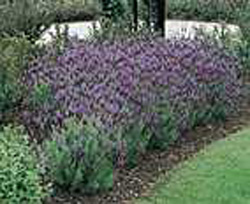 Lavandula stoechas ssp pedunculata