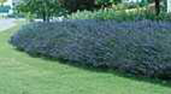 Lavandula x intermedia ´Dutch´