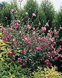 Lavatera olbia ´Rosea´