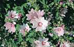 Lavatera thuringiaca ´Barnsley´