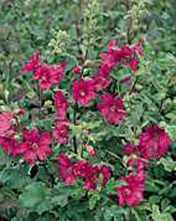 Lavatera thuringiaca Burgundy