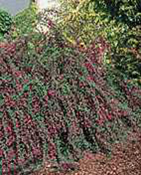 Lespedeza thunbergii