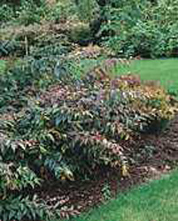 Leucothoe fontanesiana ´Rainbow´