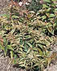 Leucothoe fontanesiana ´Rainbow´2
