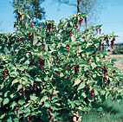 Leycesteria formosa
