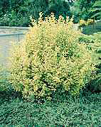 Ligustrum ovalifolium ´Aureum´