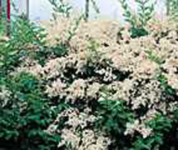 Ligustrum sinense
