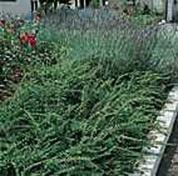 Lonicera nitida