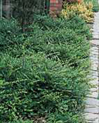 Lonicera pileata