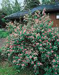 Lonicera tatarica