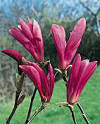 Magnolia ´Susan´