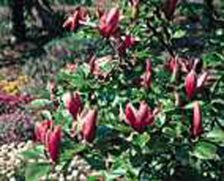 Magnolia liliflora ´Nigra´