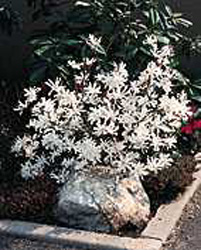 Magnolia stellata