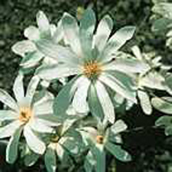 Magnolia stellata2