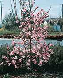 Magnolia x loebneri ´Leonard Messel´
