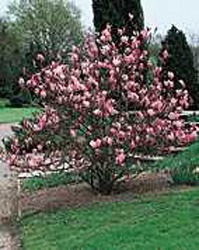 Magnolia x soulangiana