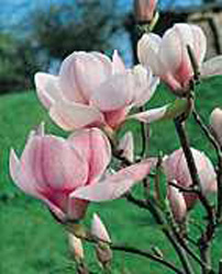 Magnolia x soulangiana2
