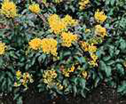 Mahonia aquifolium ´Apollo´