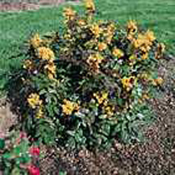 Mahonia aquifolium