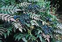 Mahonia x media ´Charity´2
