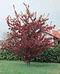 Malus ´Aldenhamensis´