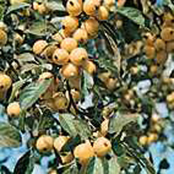 Malus ´Golden Hornet´2