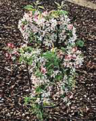 Malus ´Pom´zai´