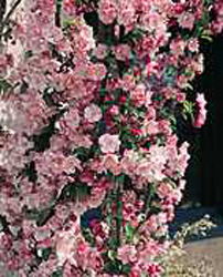 Malus ´Van Eseltine´