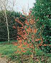 Malus Perpetu (R) ´Evereste´