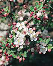 Malus Perpetu (R) ´Evereste´2