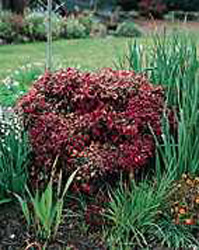 Nandina domestica ´Fire Power´