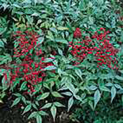 Nandina domestica