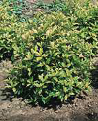 Osmanthus heterophyllus