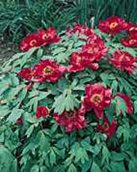 Paeonia suffruticosa