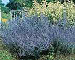 Perovskia atriplicifolia ´Blue Spire´