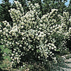 Philadelphus ´Bouquet Blanc´