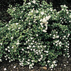Philadelphus ´Manteau d´Hermine´