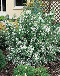 Philadelphus ´Silver´s Showers´